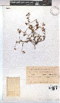 Hermannia lacera image