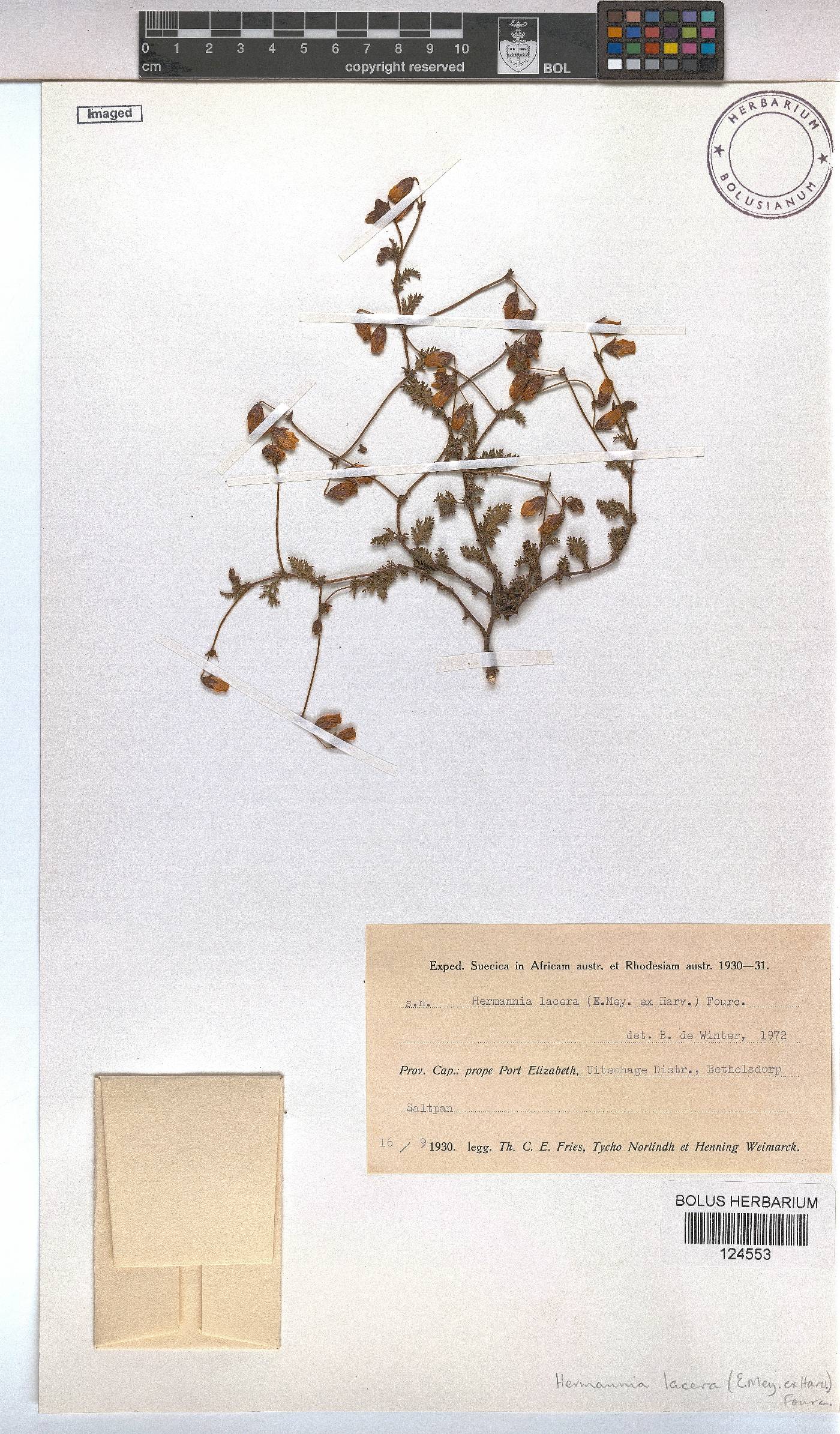 Hermannia lacera image