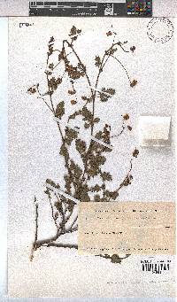 Hermannia lacera image
