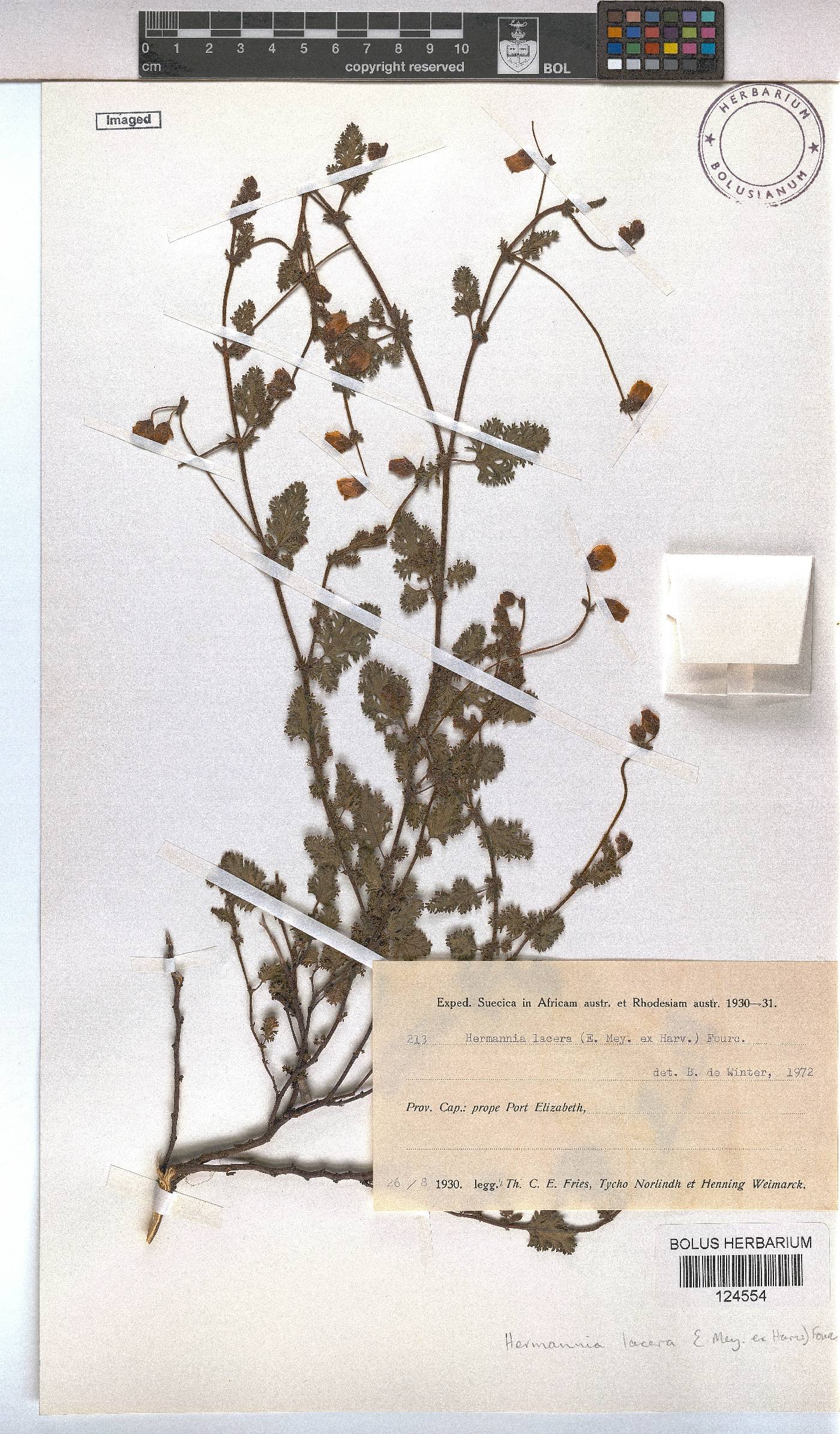 Hermannia lacera image