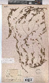 Hermannia lacera image