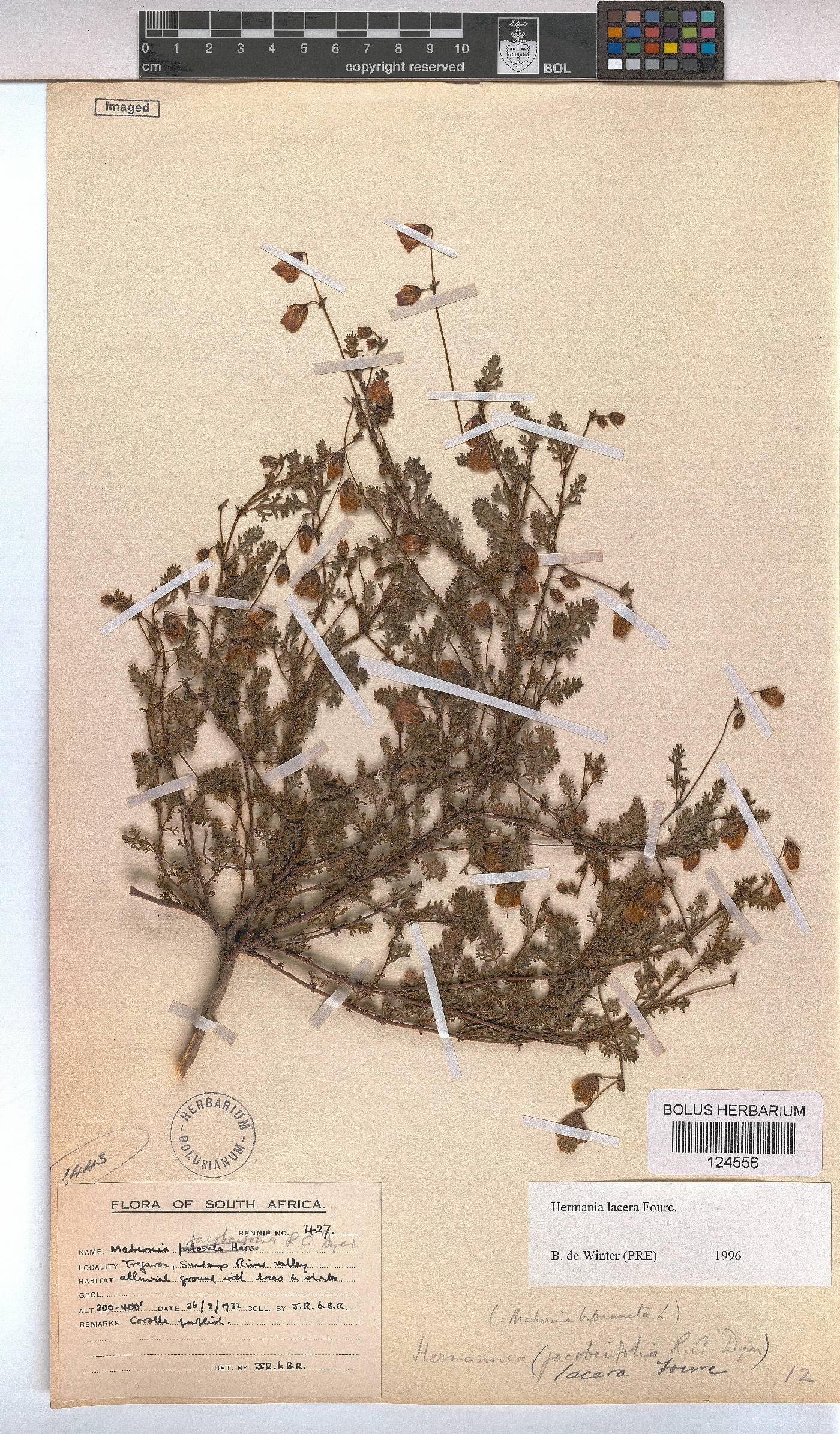 Hermannia lacera image