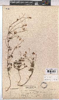 Hermannia lacera image