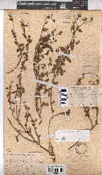 Hermannia lacera image