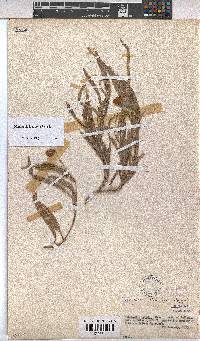 Hermannia lancifolia image