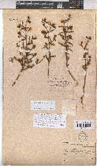 Hermannia glabrata image