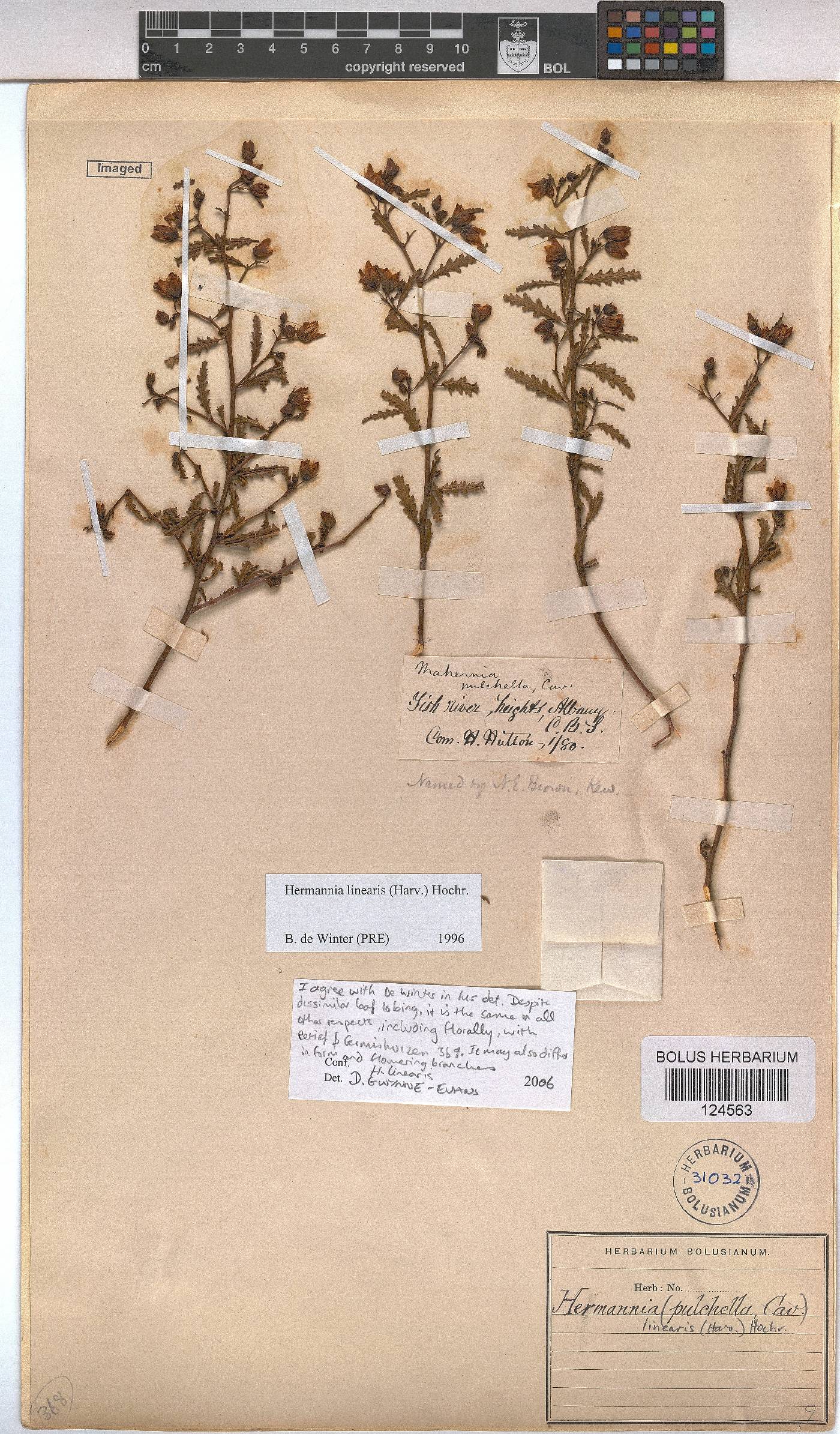 Hermannia glabrata image