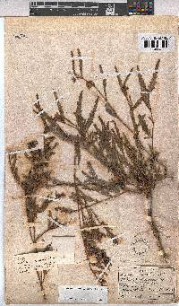 Hermannia glabrata image