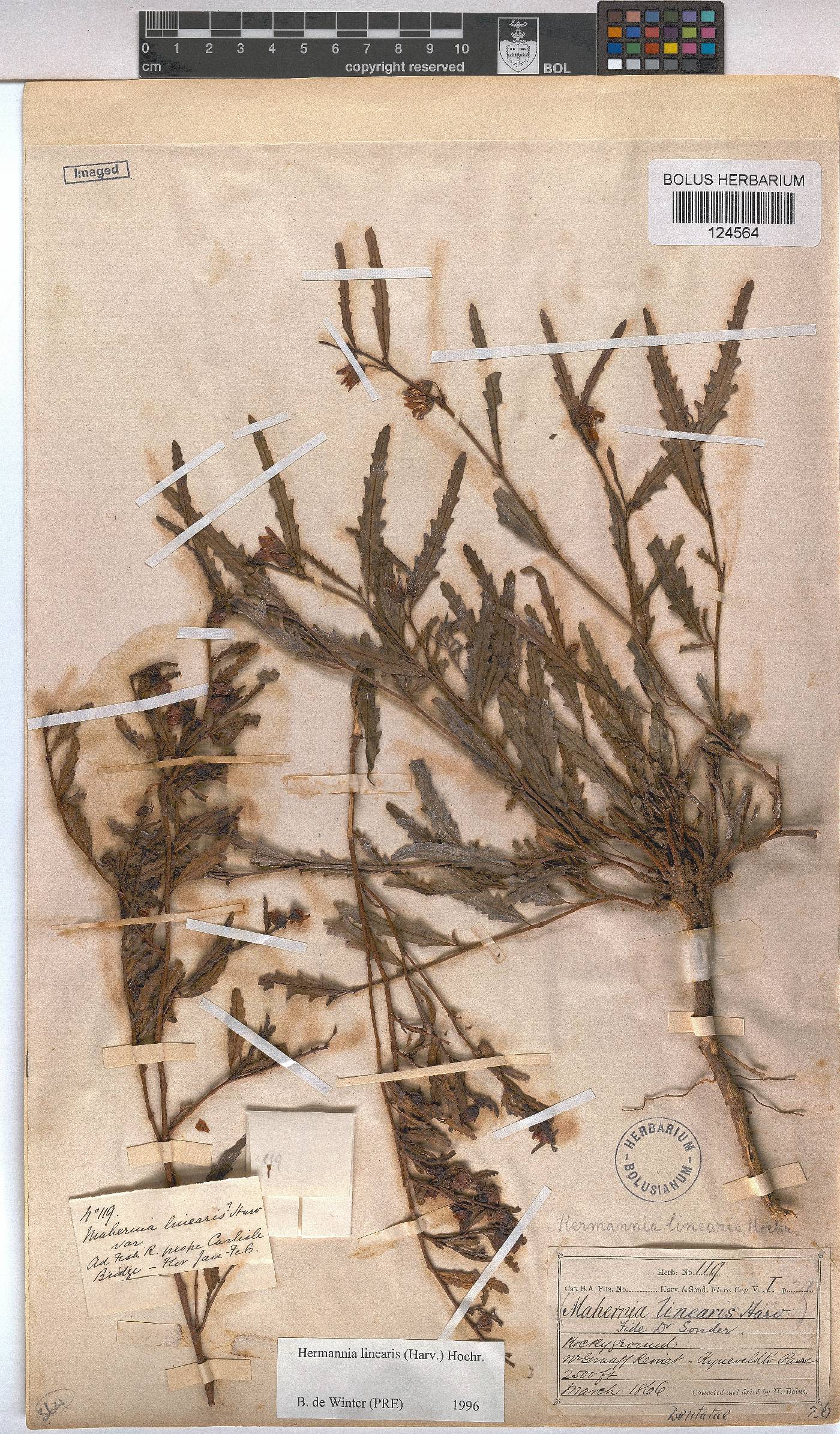Hermannia glabrata image