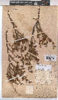 Hermannia glabrata image