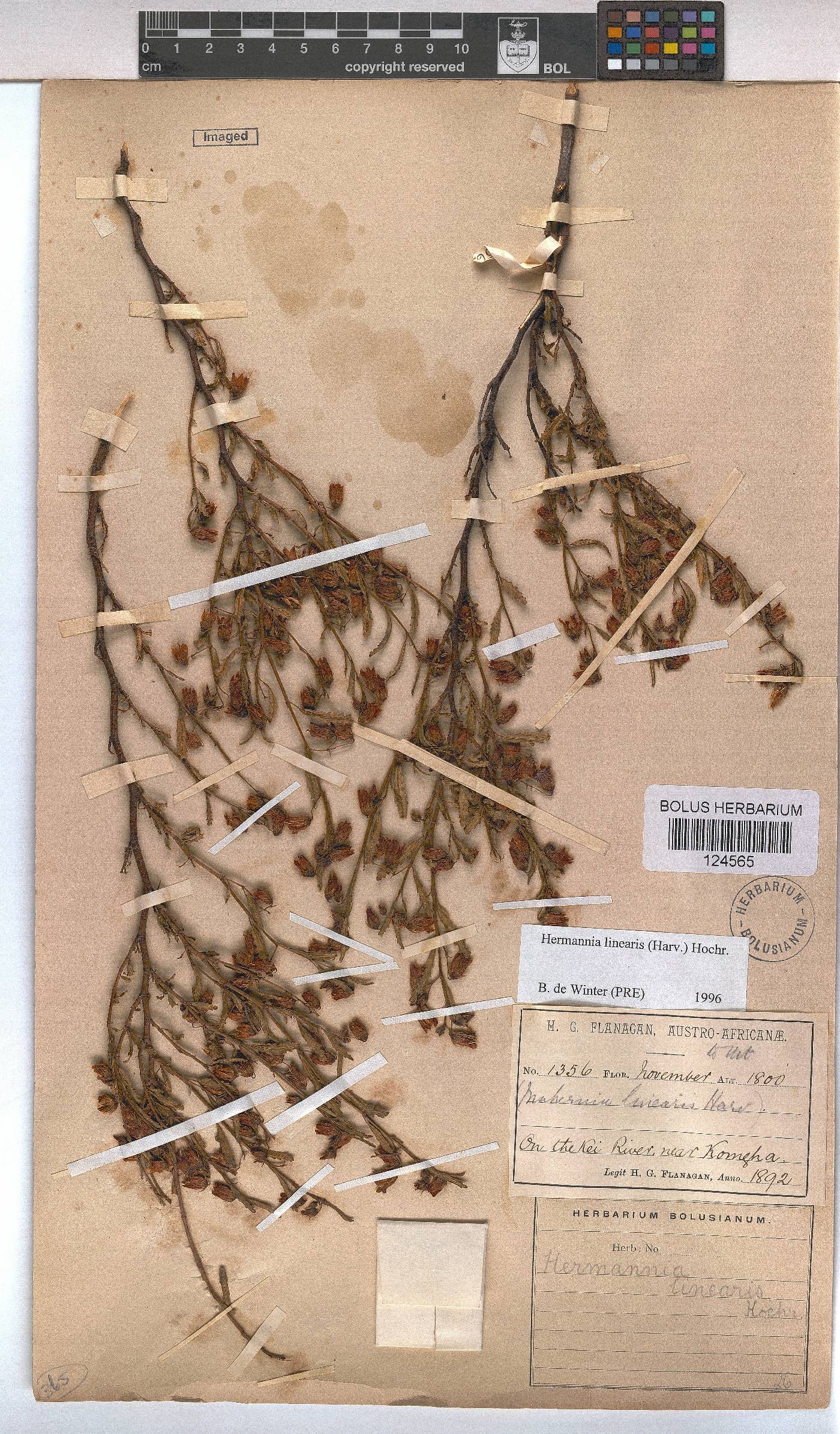 Hermannia glabrata image