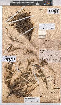 Hermannia glabrata image
