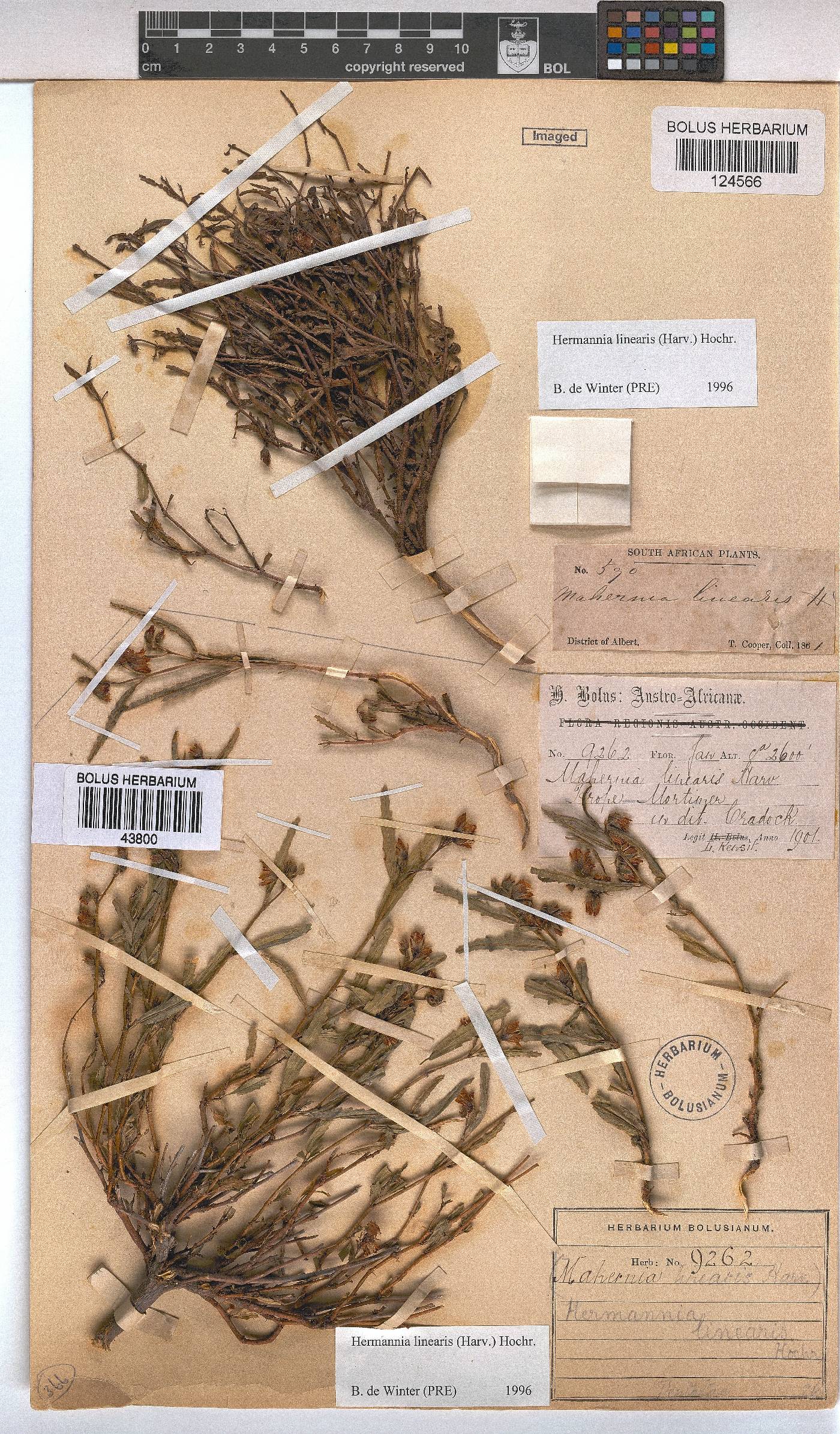 Hermannia glabrata image