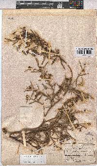 Hermannia glabrata image