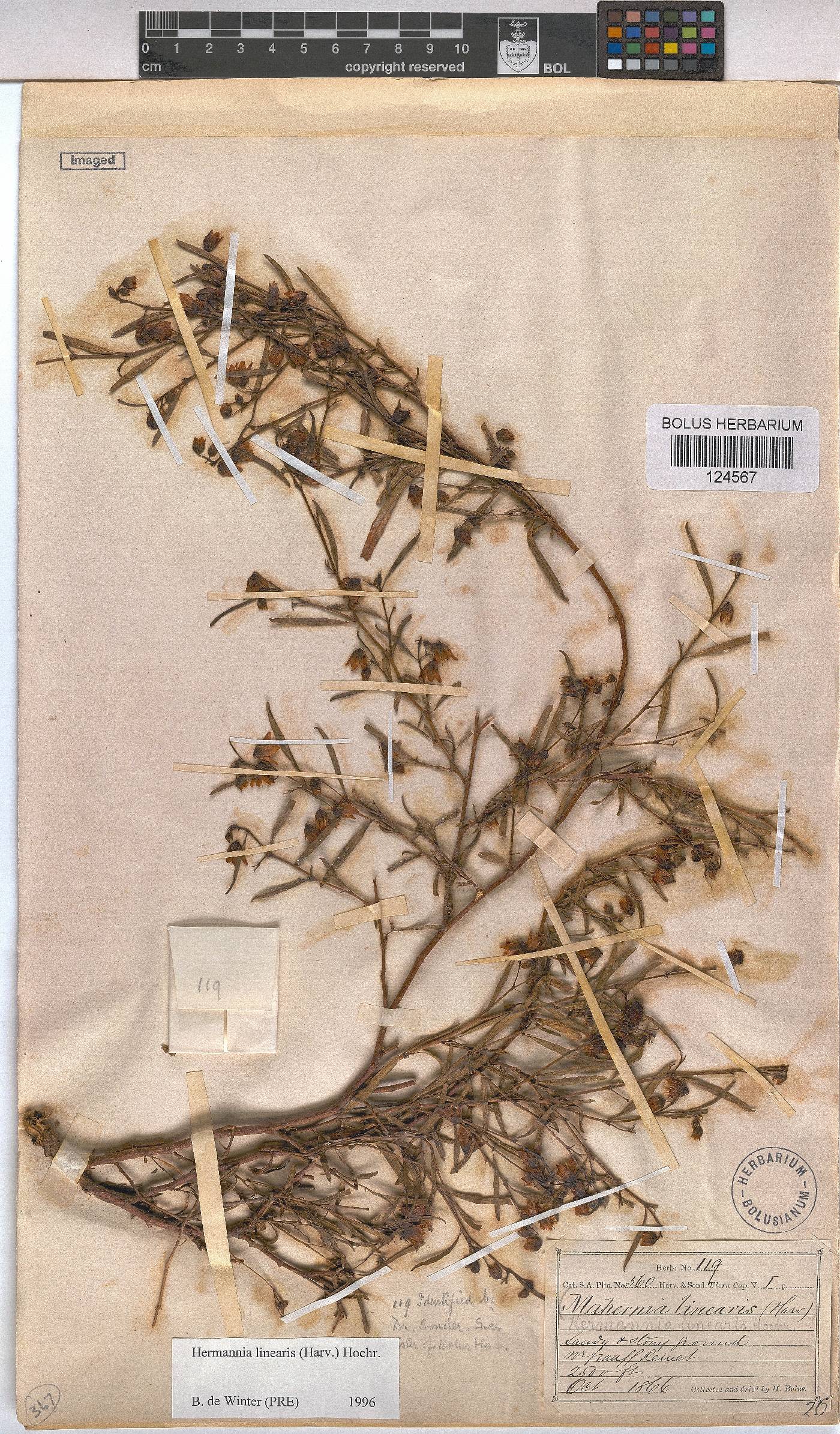 Hermannia glabrata image