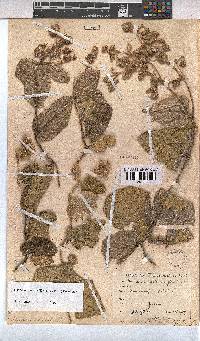 Hermannia cordata image