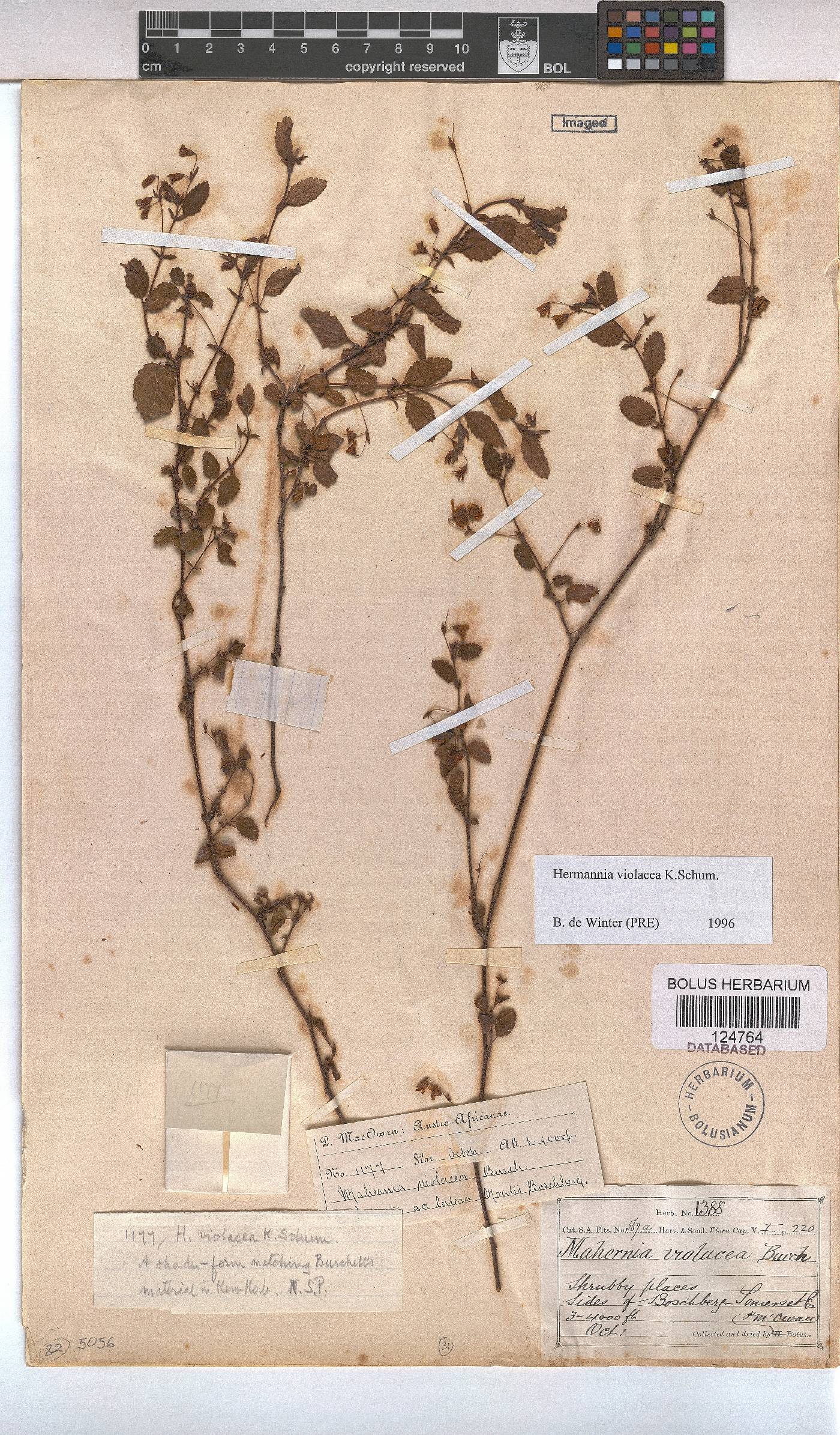 Hermannia violacea image