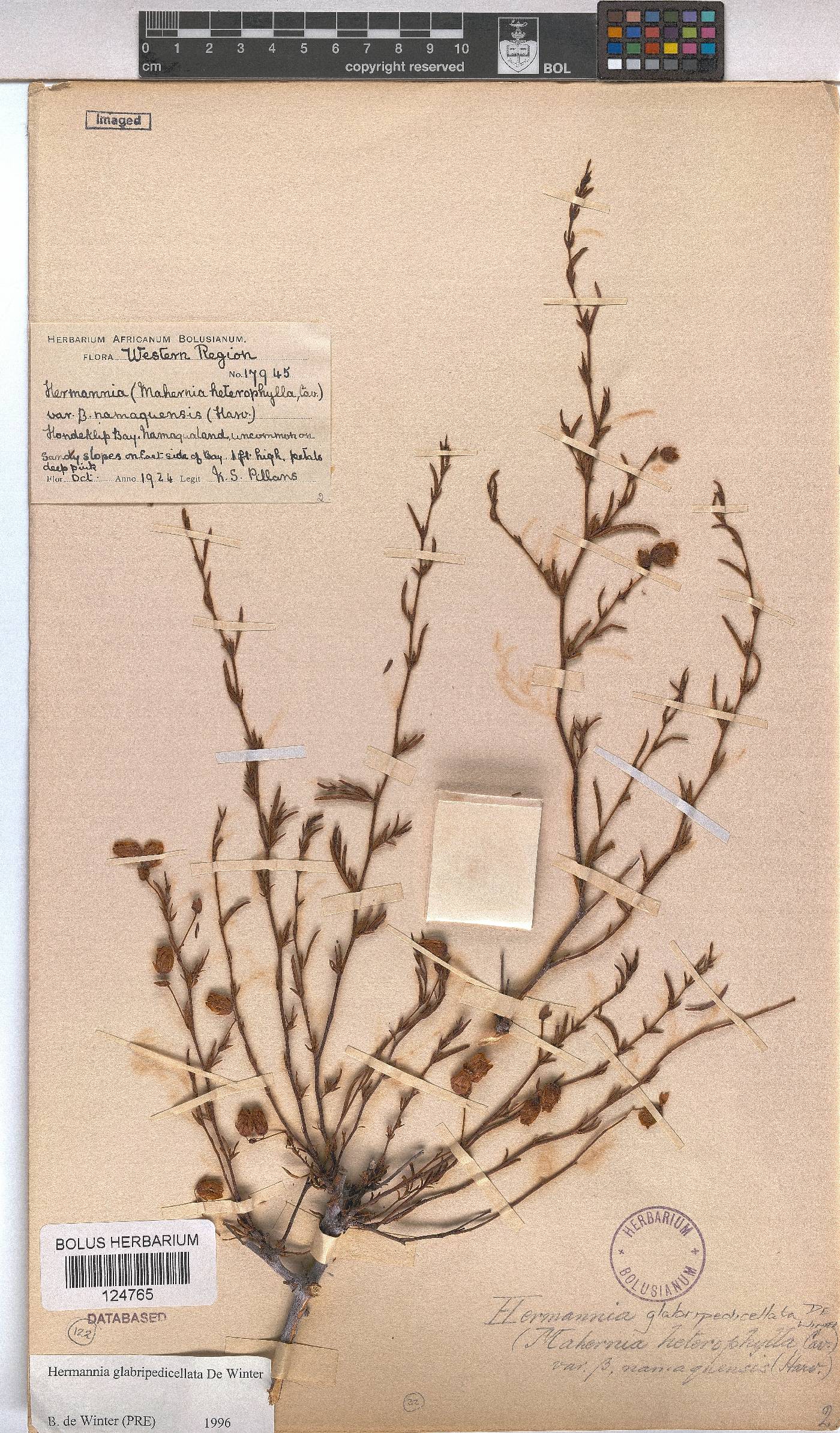 Hermannia glabripedicellata image