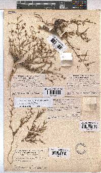 Hermannia coccocarpa image