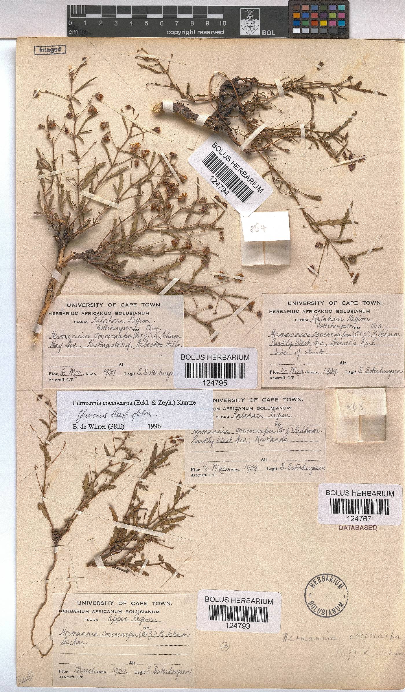 Hermannia coccocarpa image