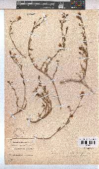 Hermannia jacobeifolia image