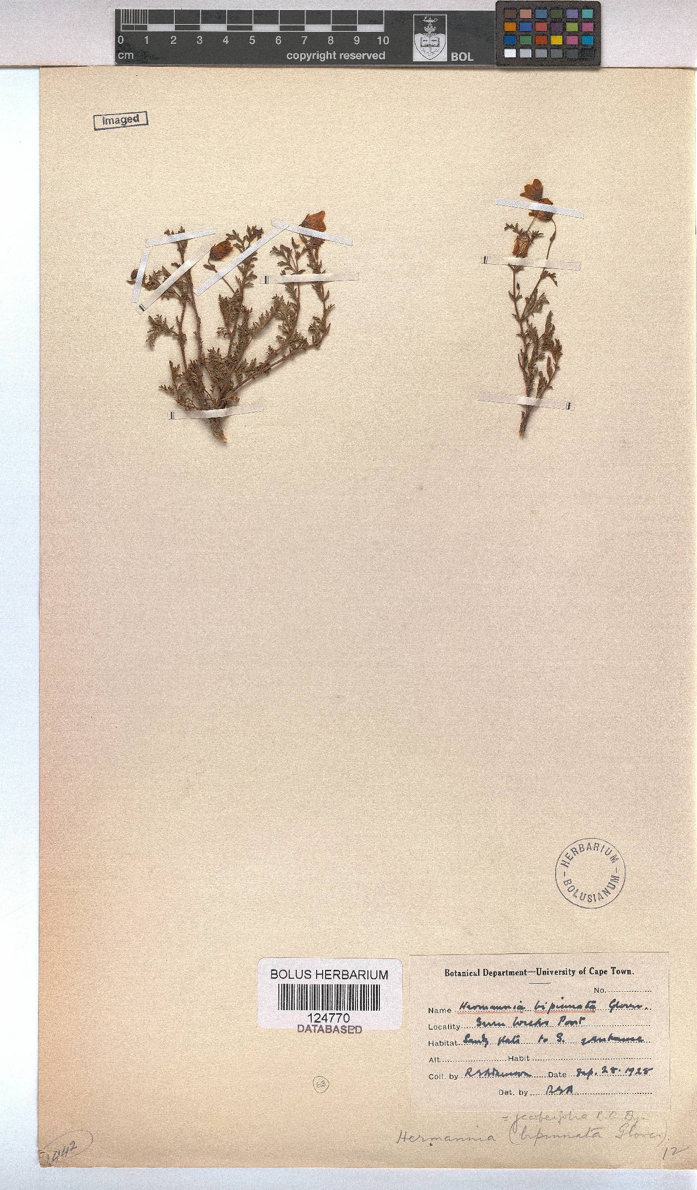 Hermannia jacobeifolia image