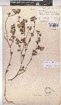 Hermannia malvifolia image