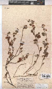 Hermannia malvifolia image