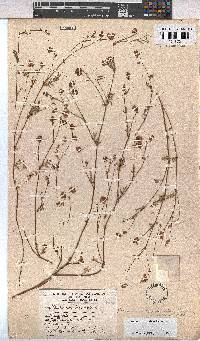 Hermannia simulans image