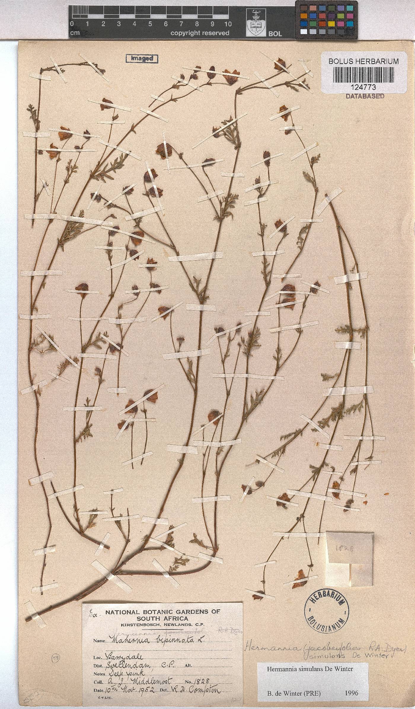Hermannia simulans image