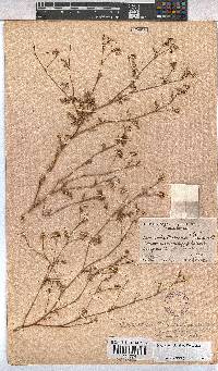 Hermannia simulans image