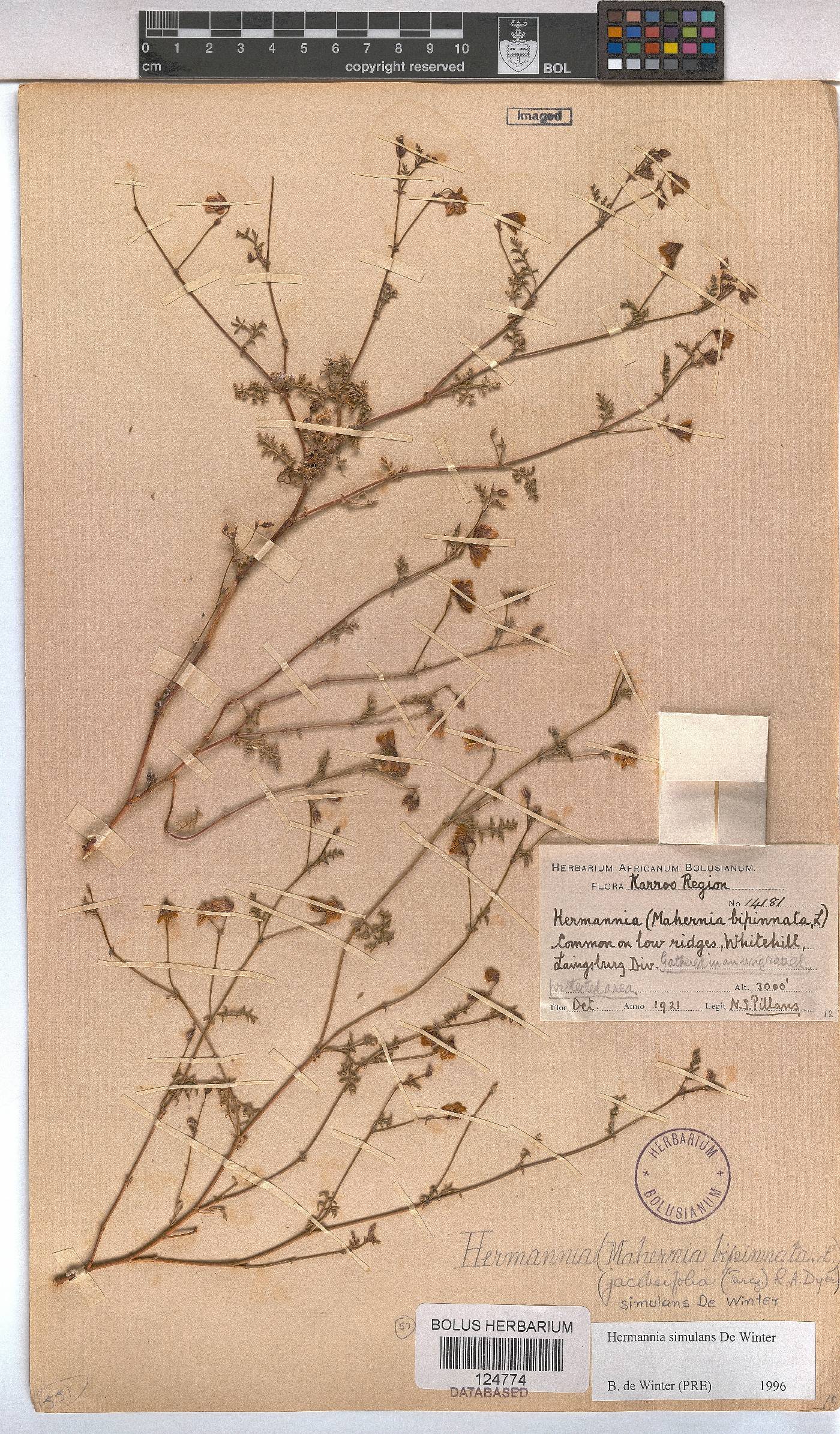 Hermannia simulans image