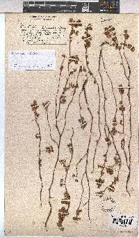 Hermannia malvifolia image