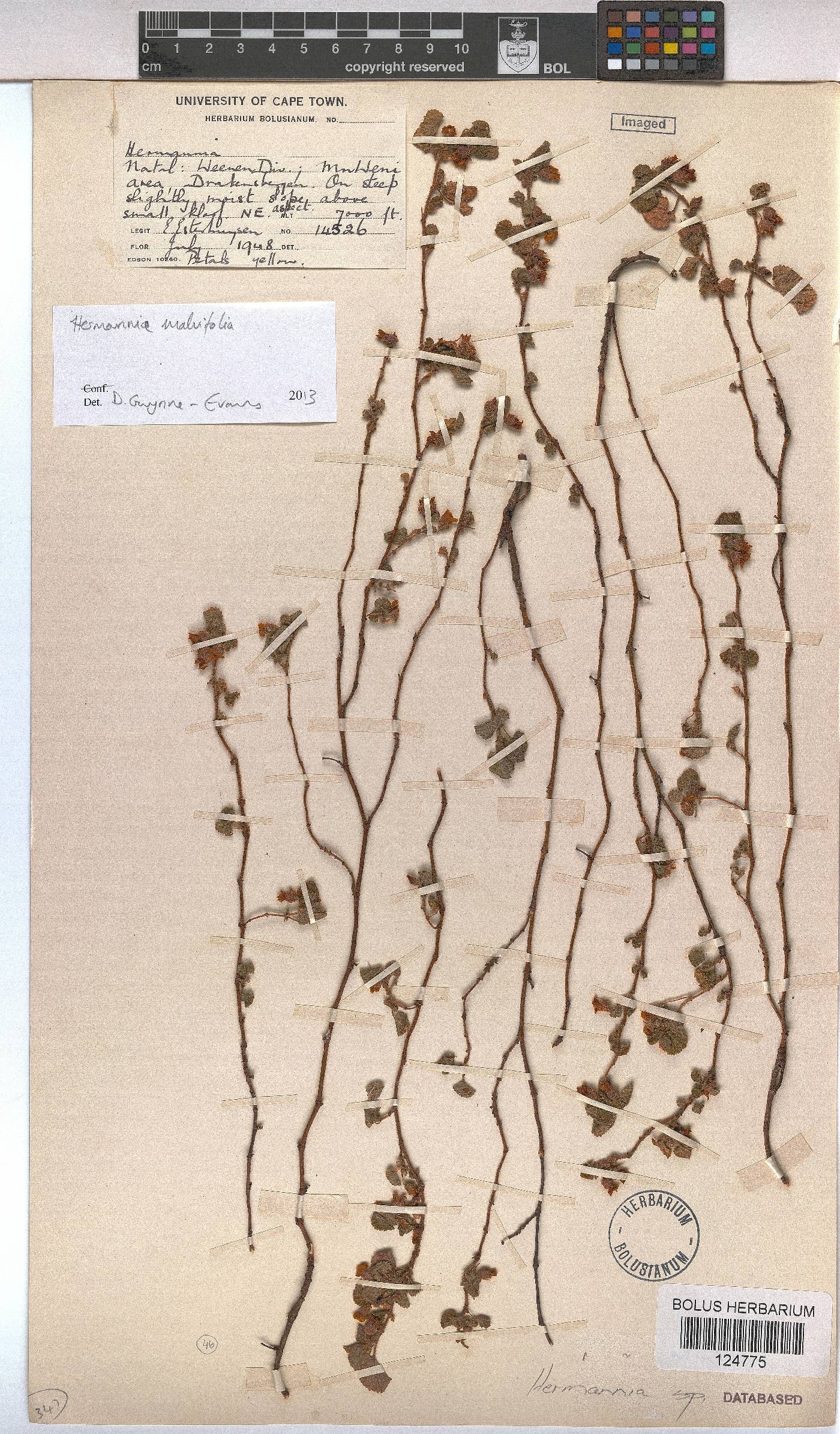 Hermannia malvifolia image