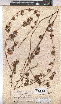 Hermannia malvifolia image
