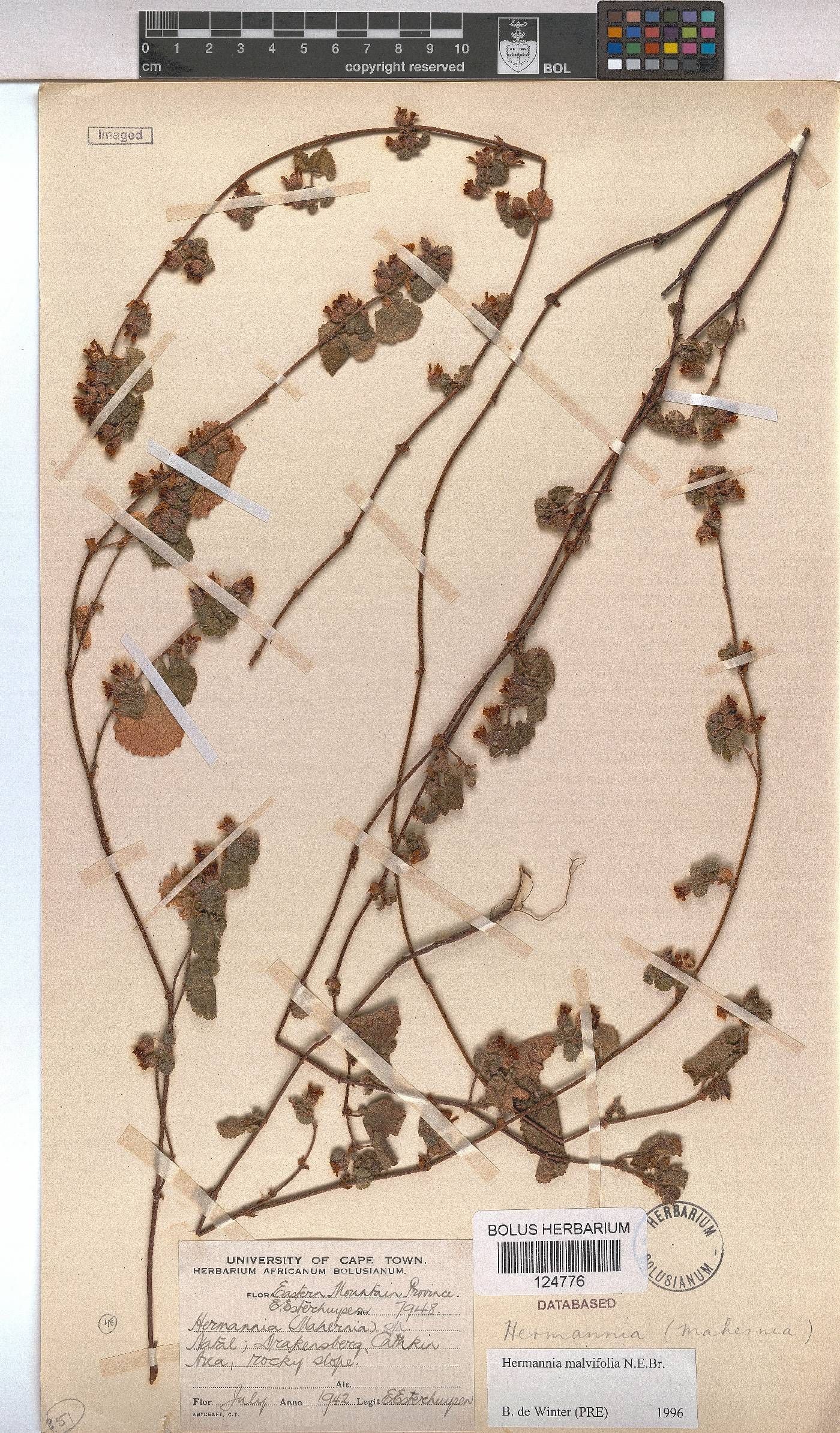 Hermannia malvifolia image