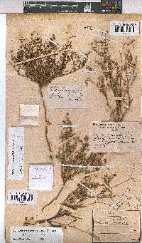 Hermannia coccocarpa image