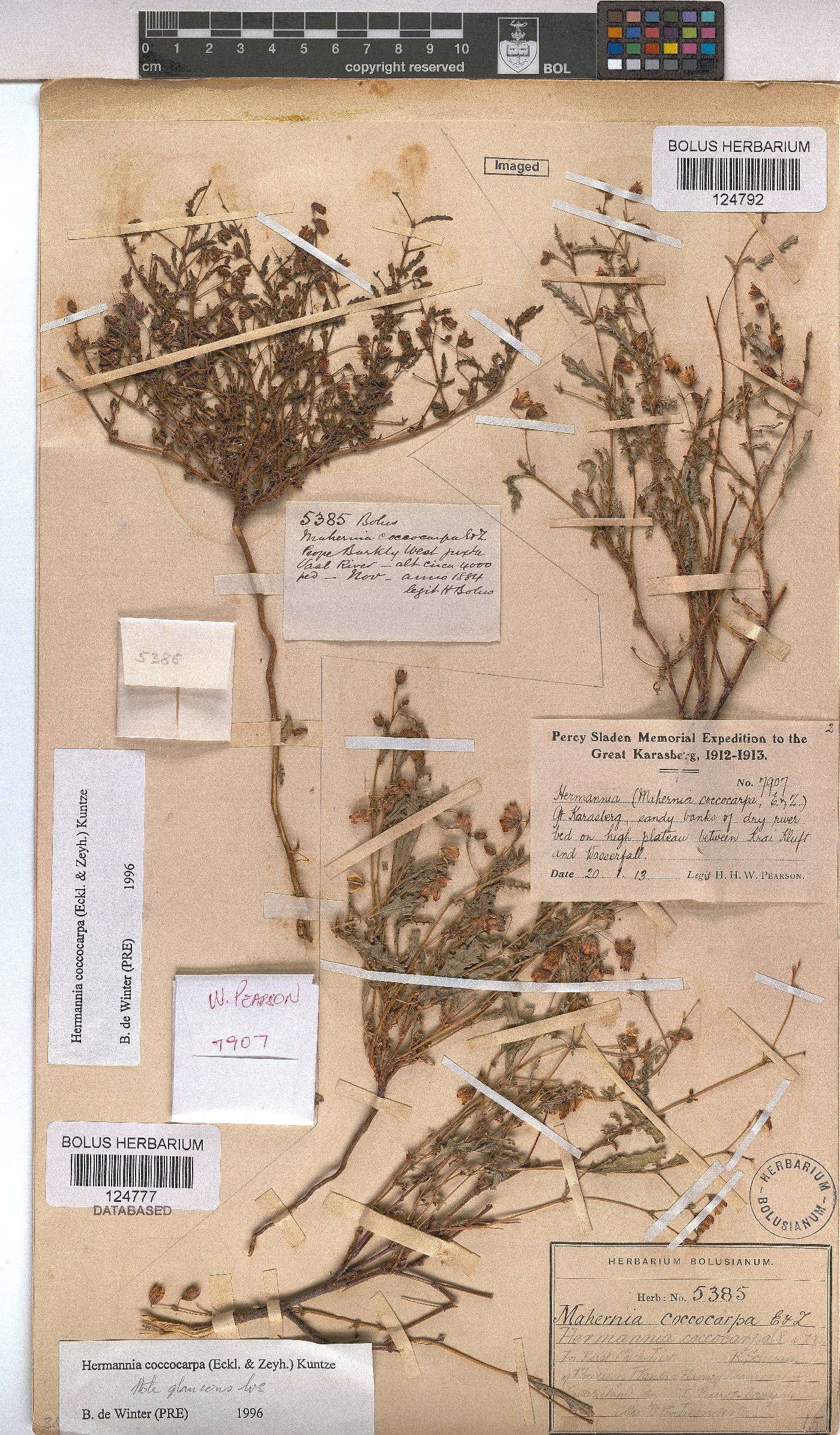 Hermannia coccocarpa image