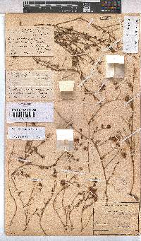 Hermannia simulans image