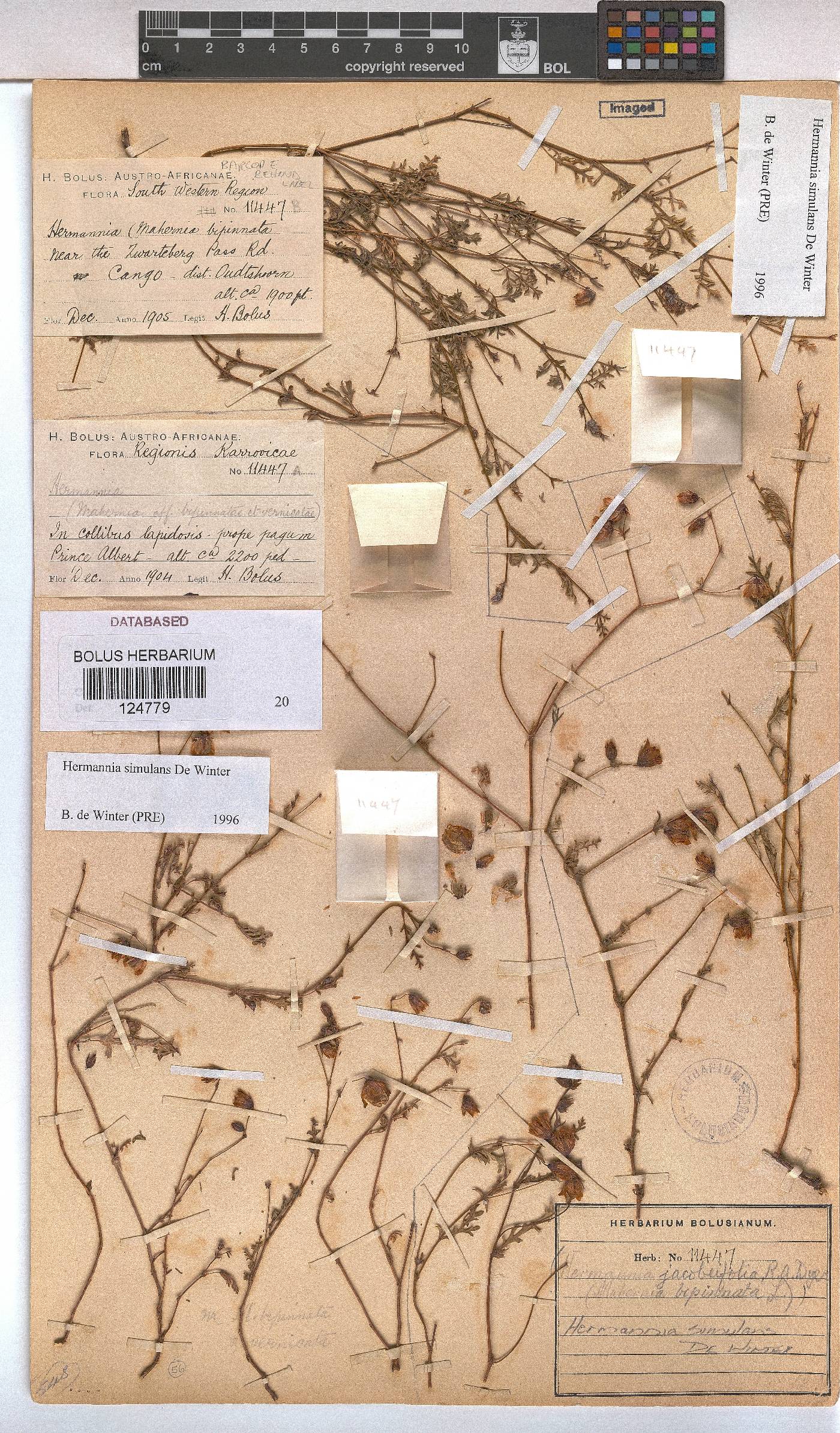 Hermannia simulans image