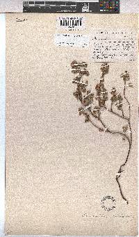 Hermannia malvifolia image