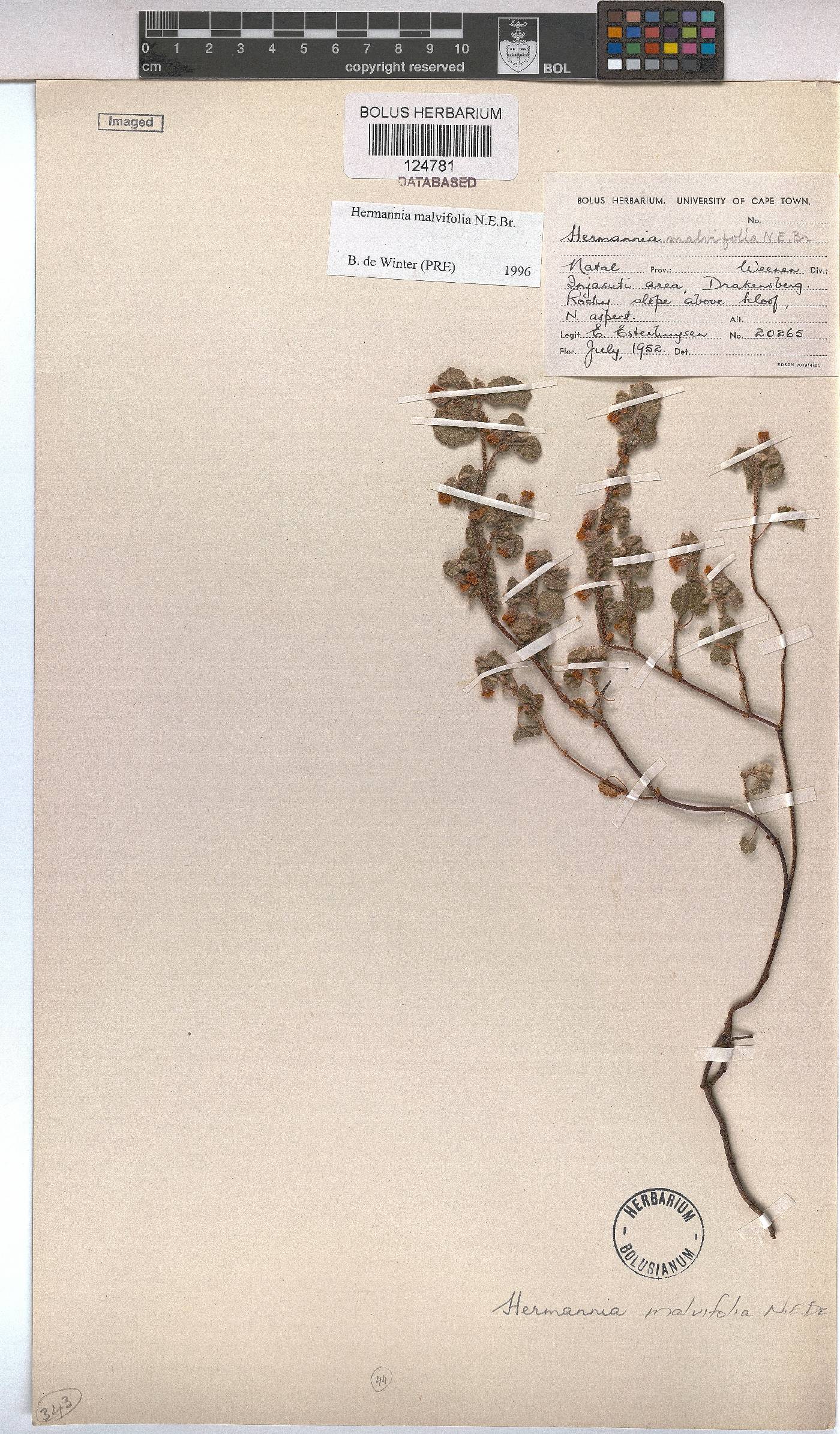 Hermannia malvifolia image