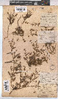 Hermannia coccocarpa image