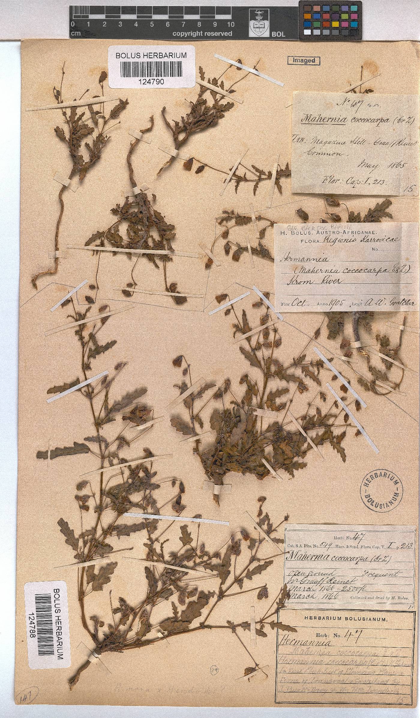 Hermannia coccocarpa image
