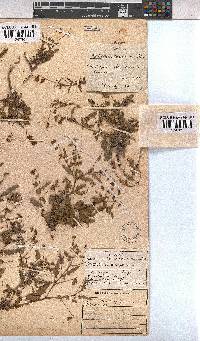 Hermannia coccocarpa image