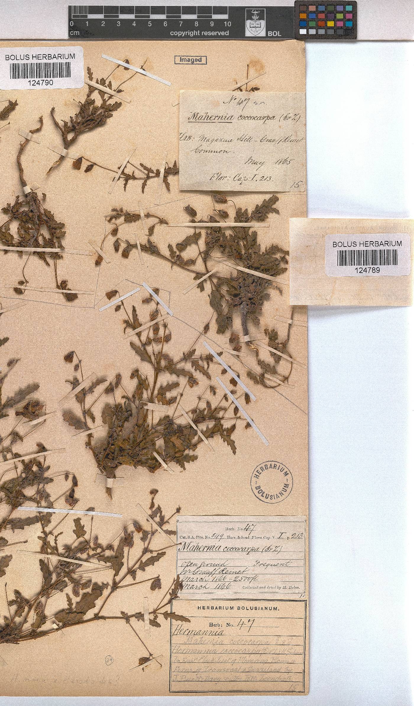 Hermannia coccocarpa image
