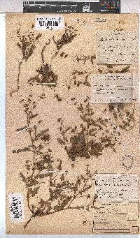 Hermannia coccocarpa image