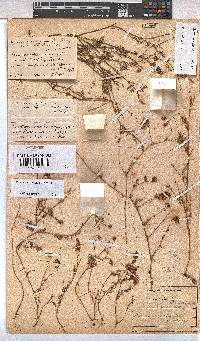 Hermannia simulans image