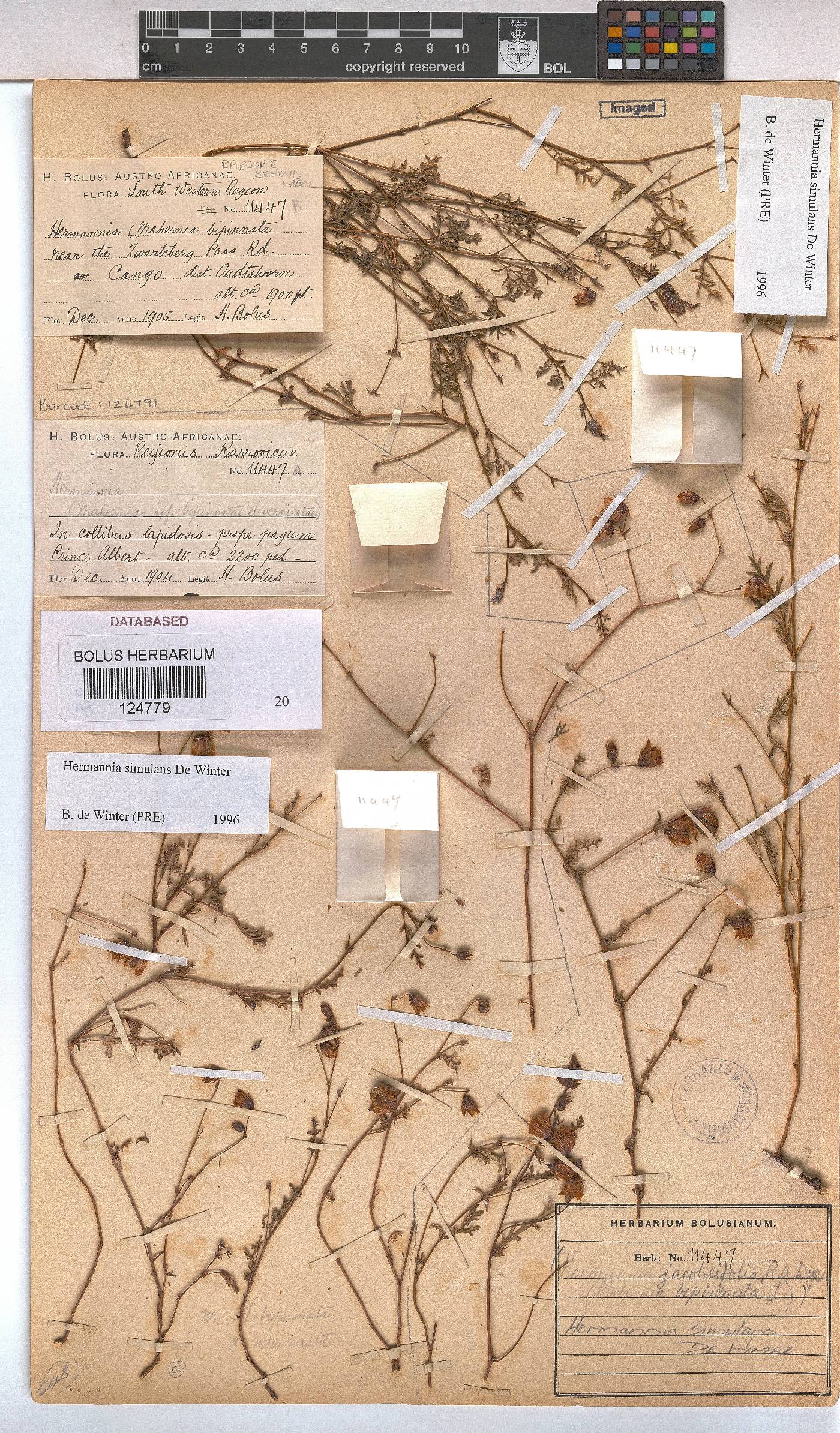 Hermannia simulans image