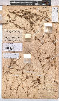 Hermannia simulans image